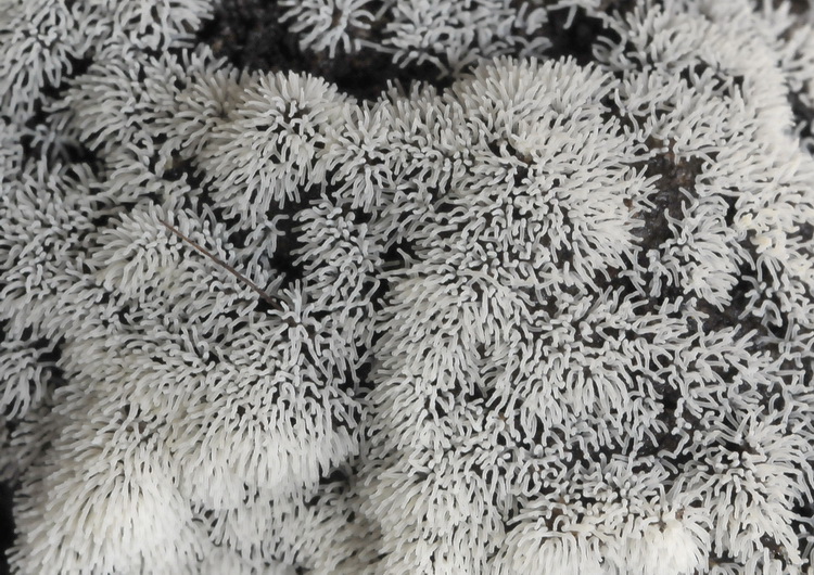 Ceratiomyxa fruticulosa